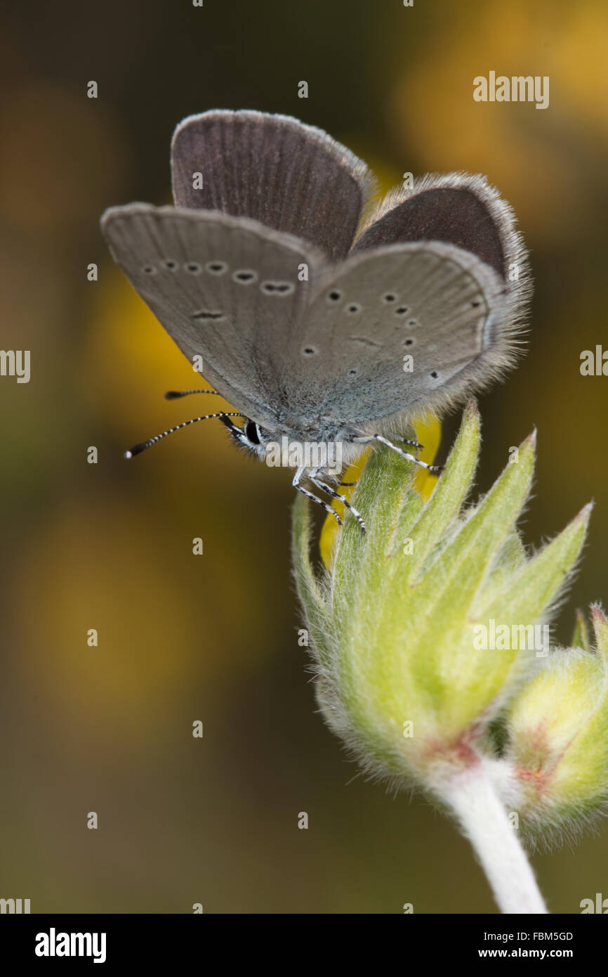 Petit Bleu (Cupido minimus) reposant sur une fleur Banque D'Images