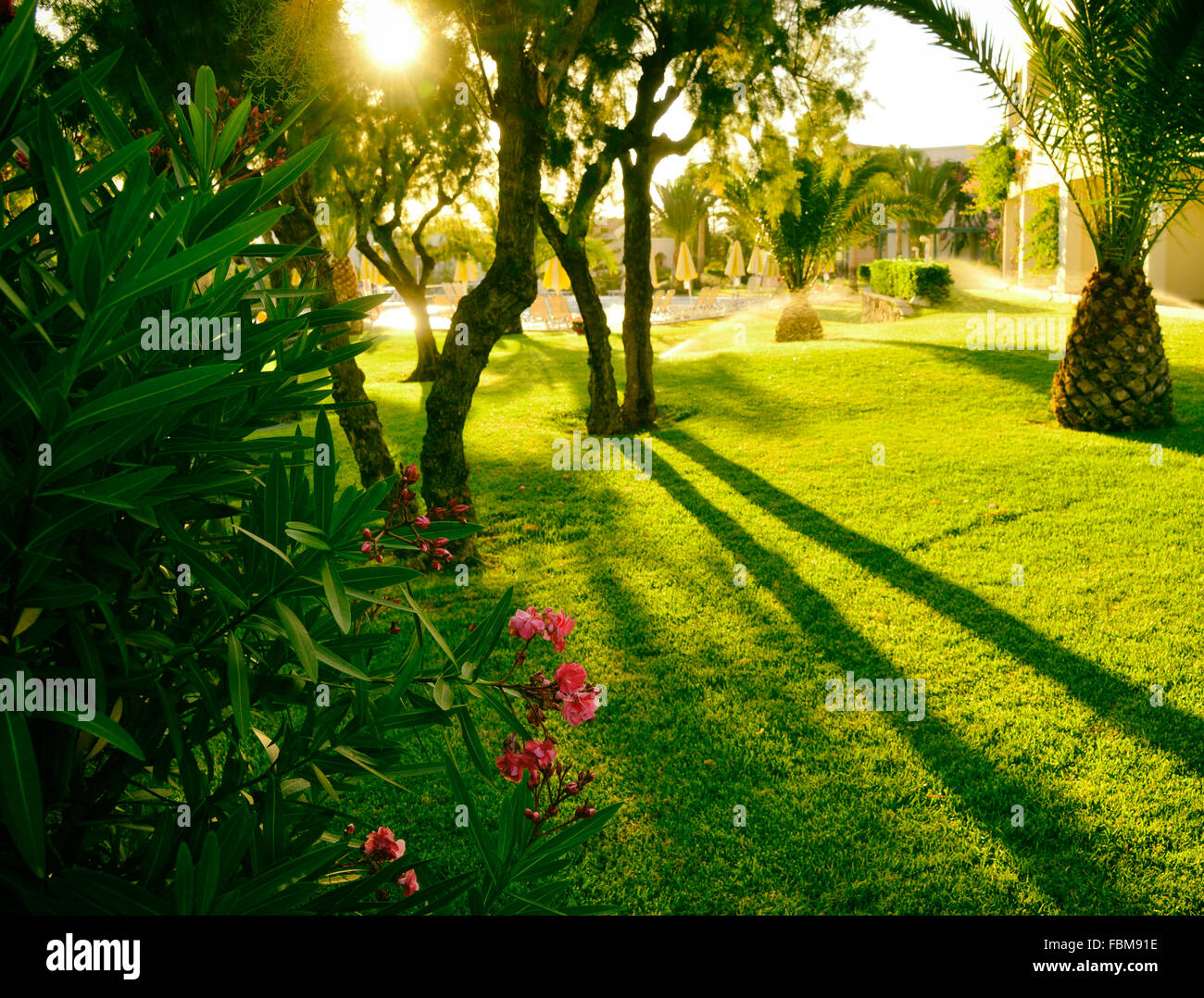 Morning Sunrise in garden Banque D'Images