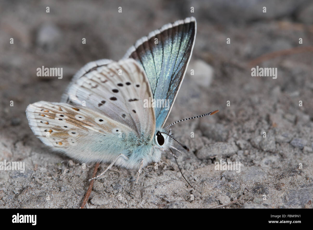 Chalkhill Blue (Polyommatus corydon) butterfly à aspirer des minéraux d'une piste boueuse Banque D'Images