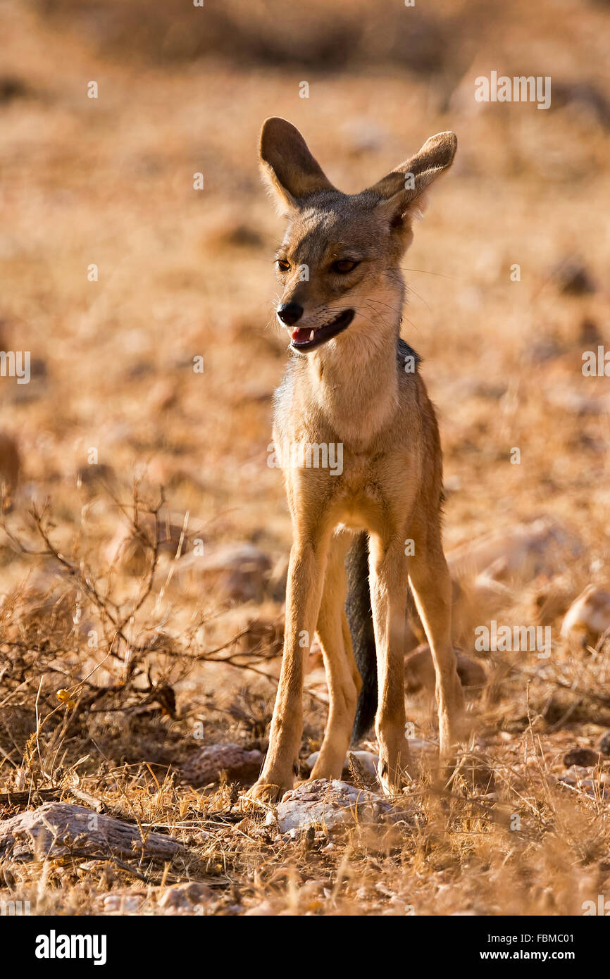 Le chacal à dos noir (Canis mesomelas), Samburu National Reserve, Kenya Banque D'Images