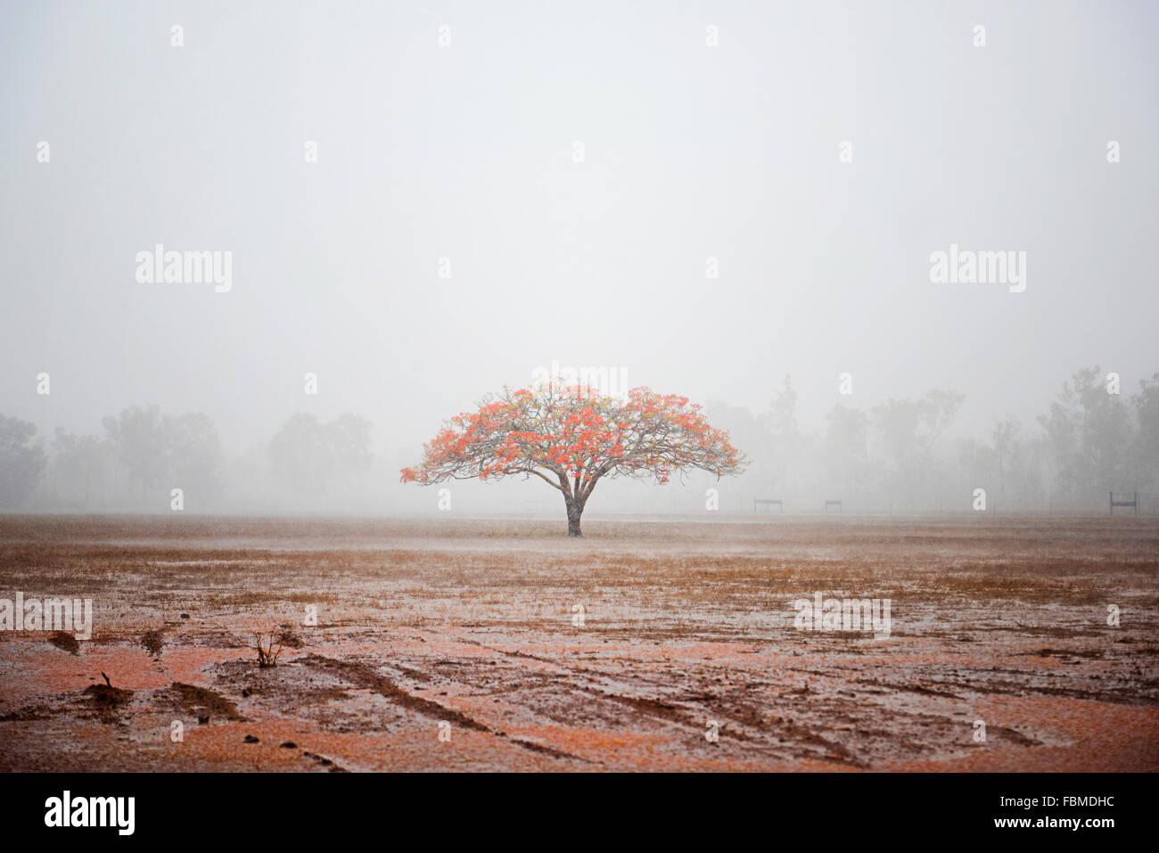Flame Tree, Litchfield National Park, Darwin, Australie Banque D'Images