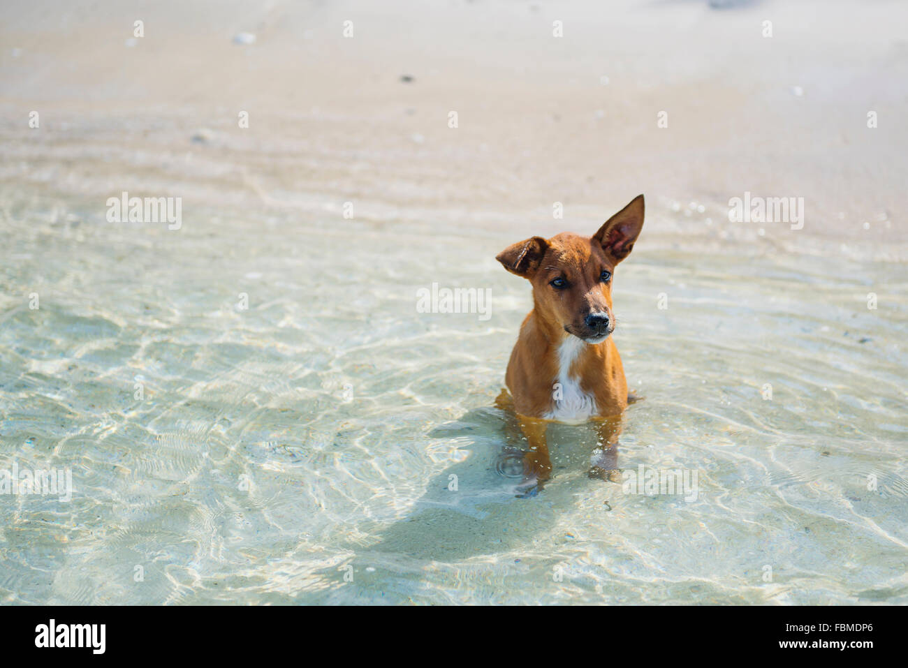 Chien de chiot assis dans l'océan, île de Yasawa, Fidji Banque D'Images