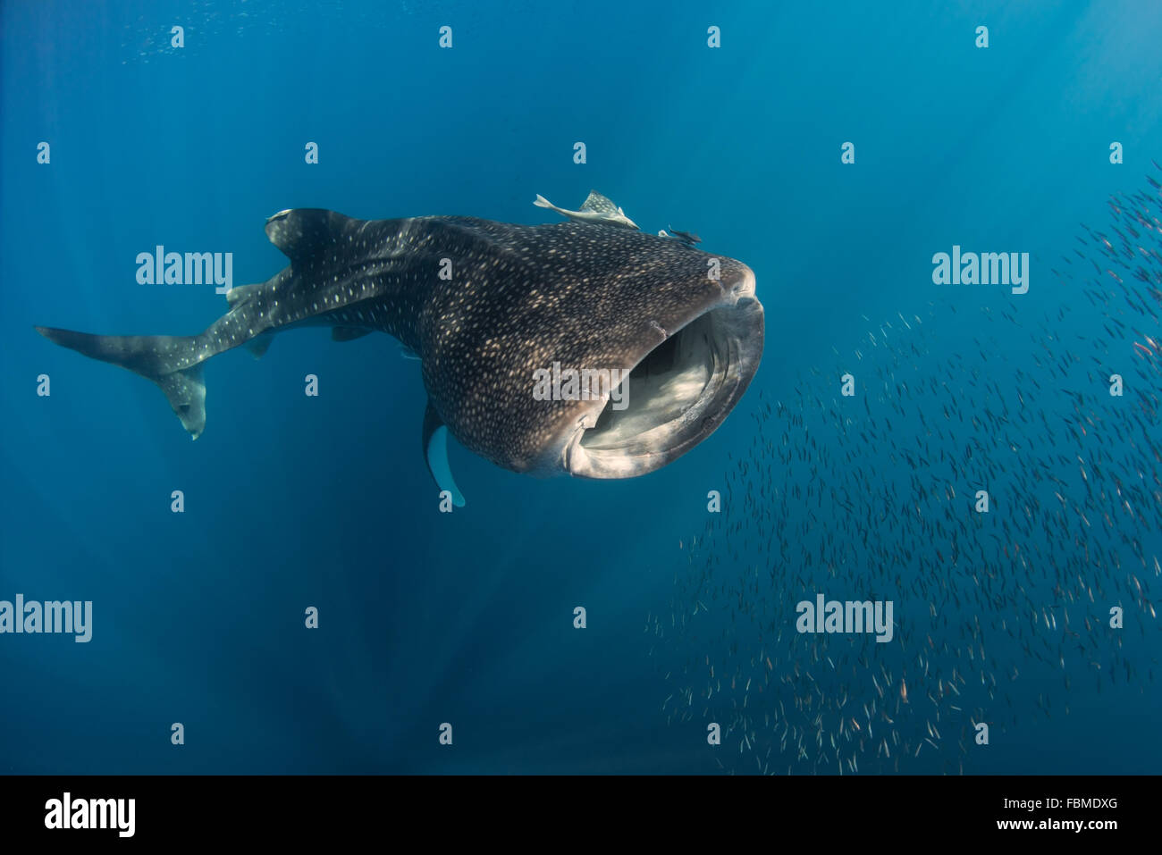 La chasse au requin-baleine, poissons Cenderawasih Bay, Papouasie, Indonésie Banque D'Images