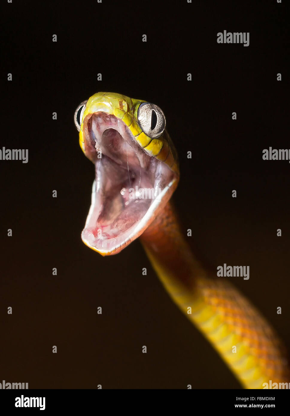 Chat Vert (serpent Boiga cyanea) avec la bouche ouverte, Langkawi, Malaisie Banque D'Images
