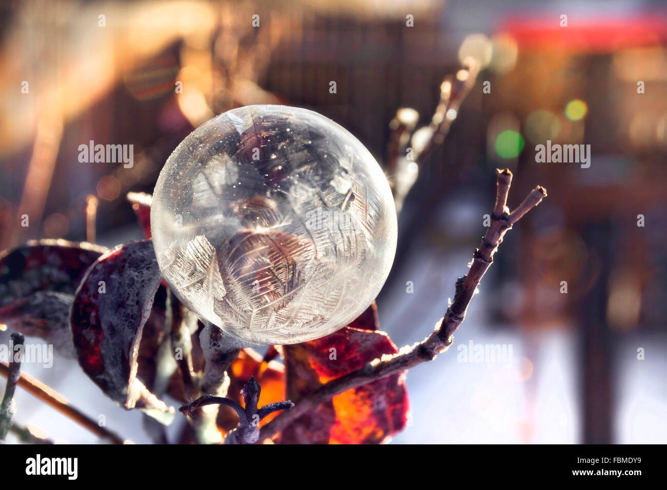 Frozen Bubble Soap sur les branches d'un arbre Banque D'Images