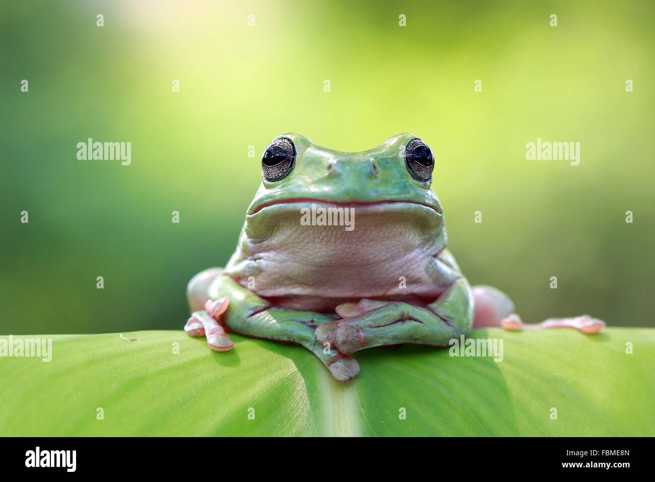 Grenouille d'arbre blanc Dumpy, Australie Banque D'Images