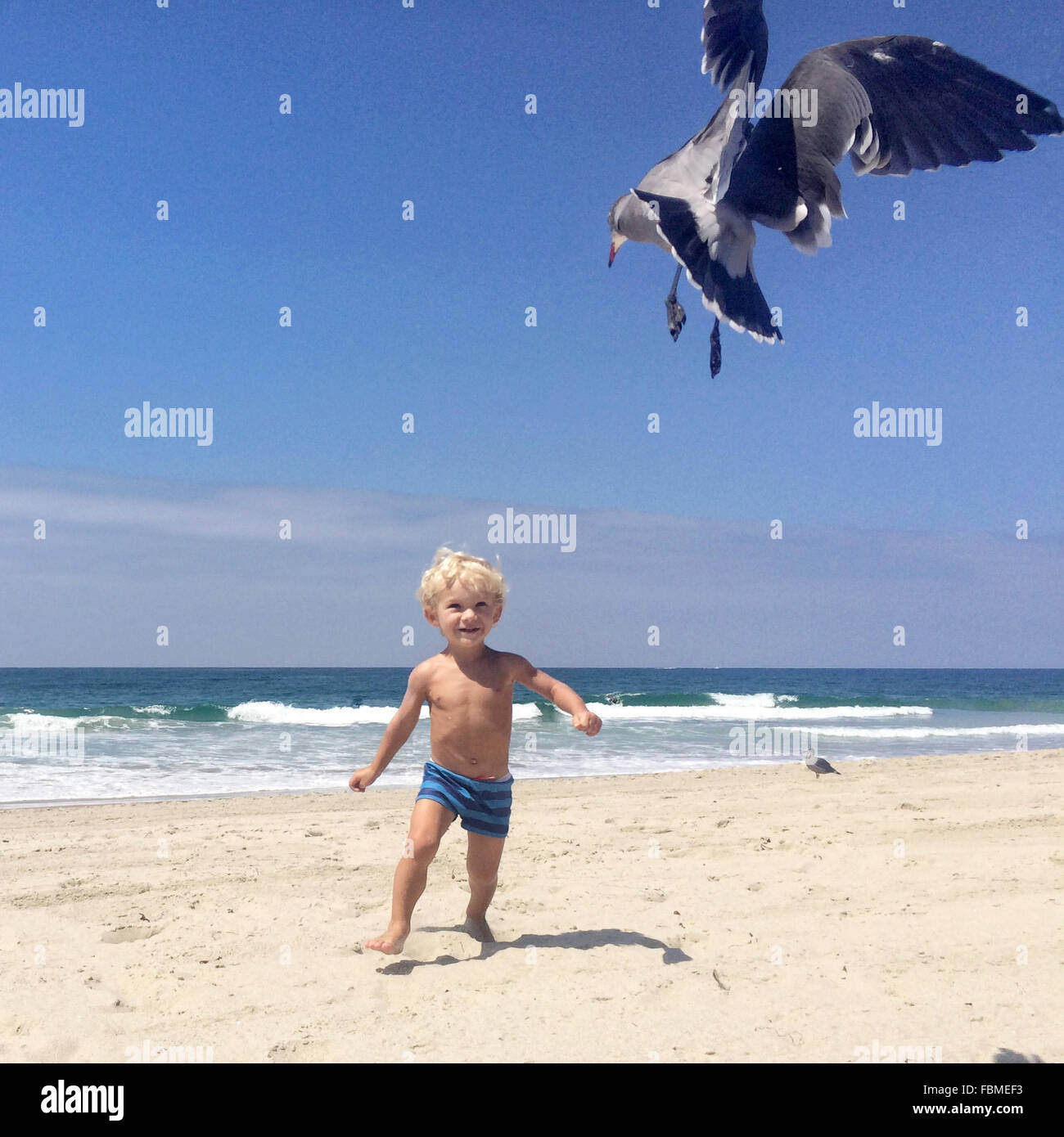 Boy chasing seagull sur la plage Banque D'Images