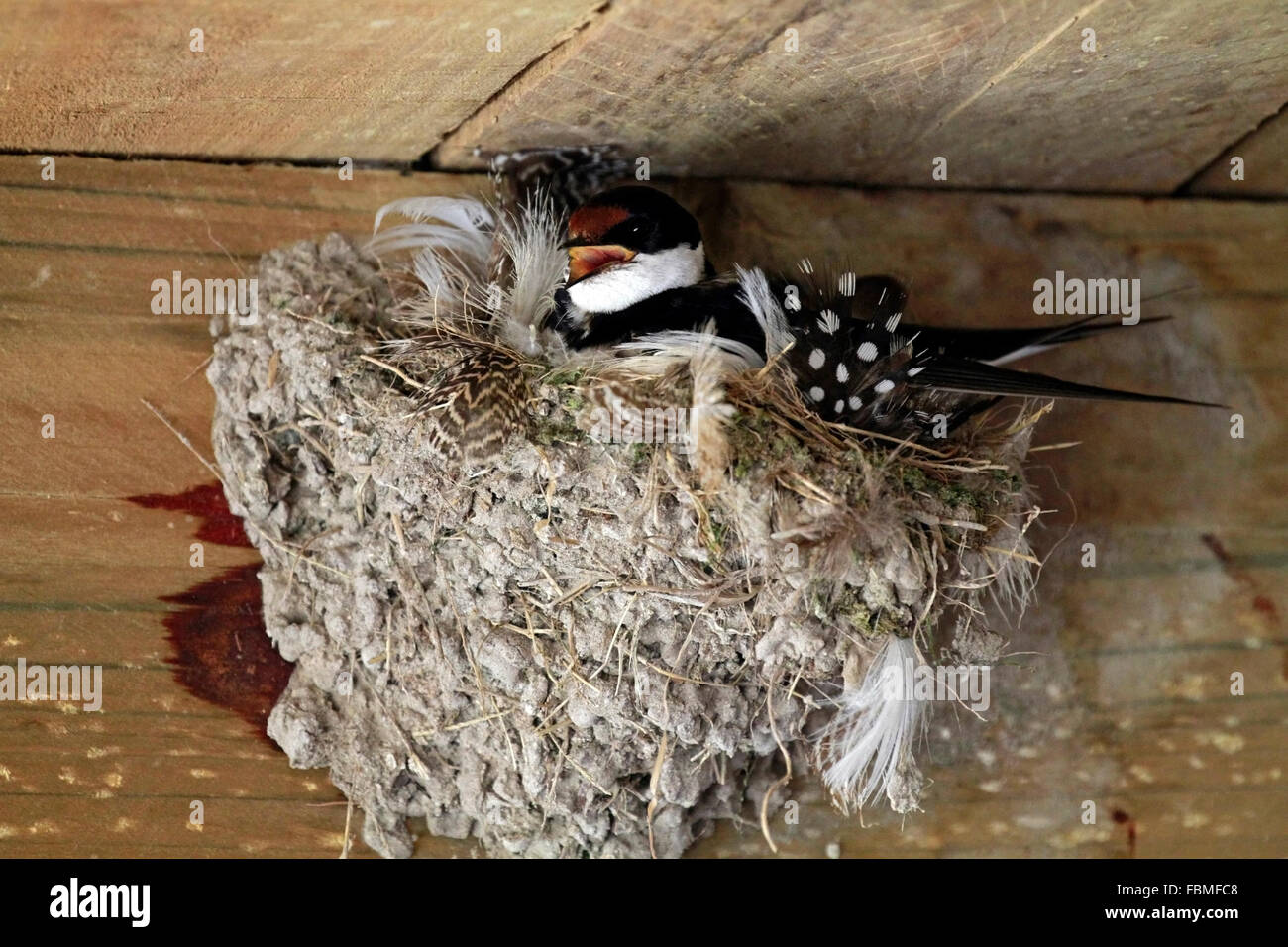 Hirundo albigularis ( White-throated Swallow) dans son nid de boue en forme de bol dans un refuge d'oiseaux se cachent dans le Parc National de West Coast. Banque D'Images