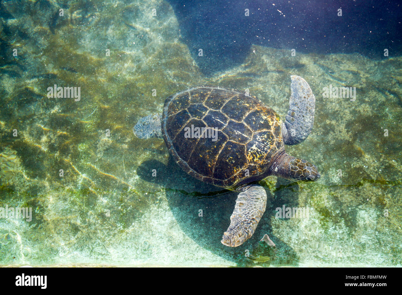 Tortue verte (Chelonia mydas) la natation. Les tortues vertes sont trouvés dans les eaux tropicales chaudes. Ils sont herbivores, manger al Banque D'Images