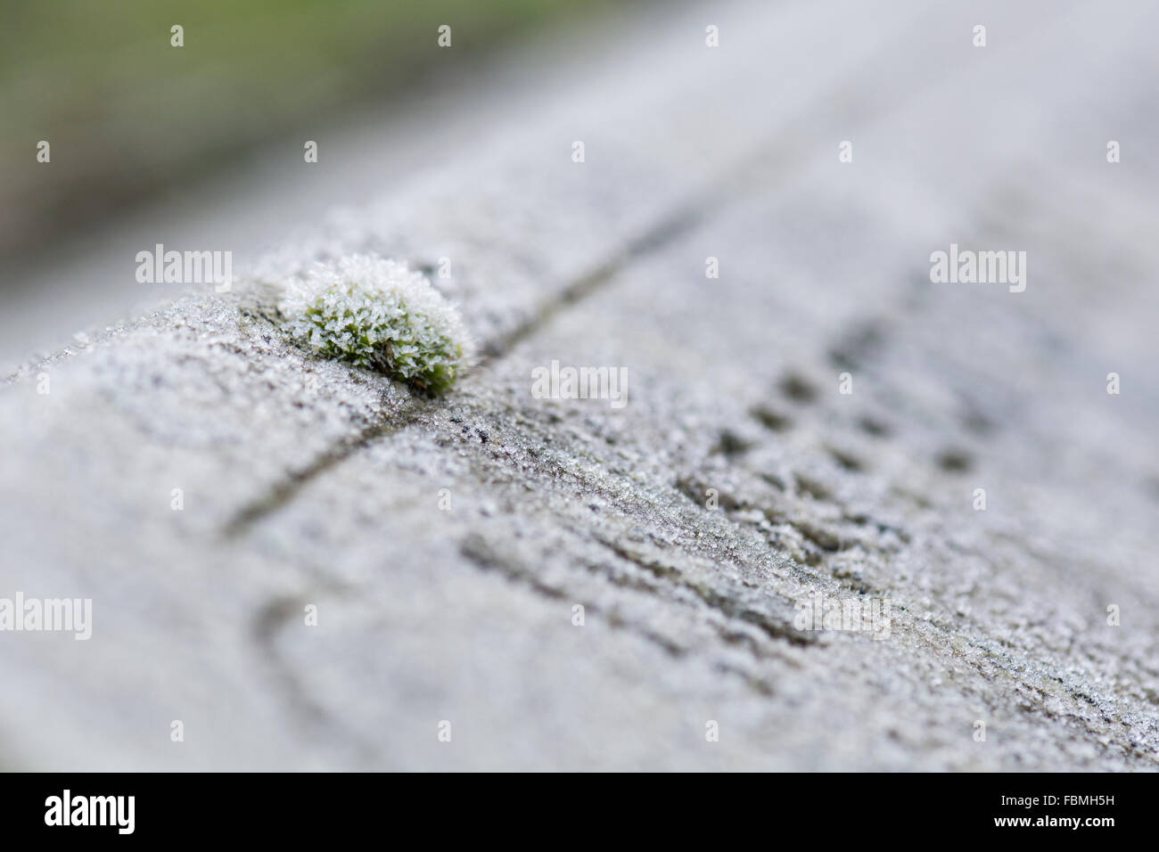 Une petite touffe de mousse sur une pierre tombale de glace sur un matin glacial. Banque D'Images