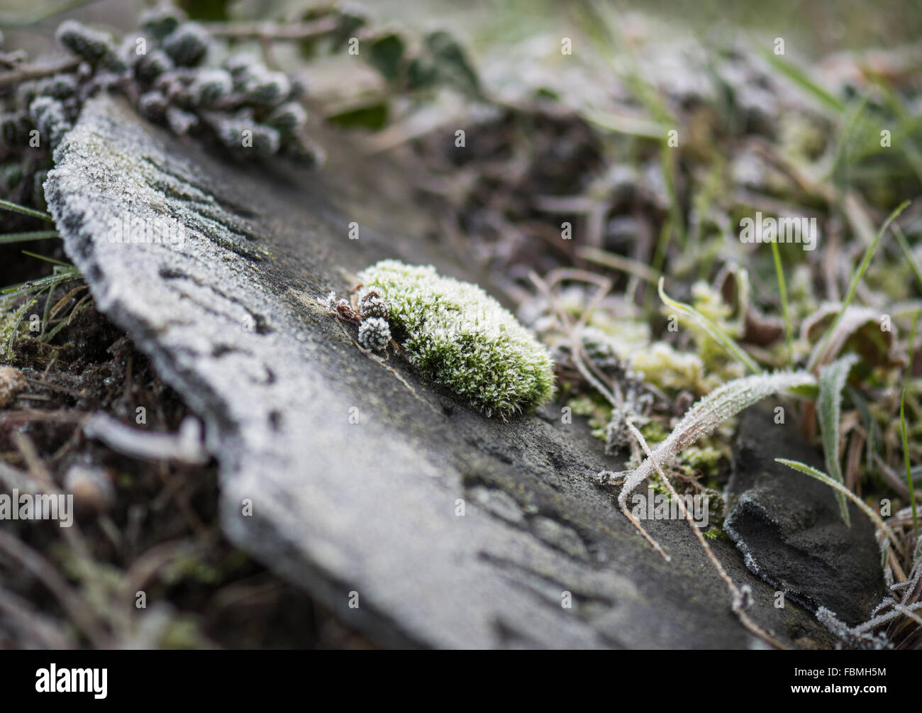 Une touffe de mousse sur une pierre tombale brisée sur un matin glacial. Banque D'Images