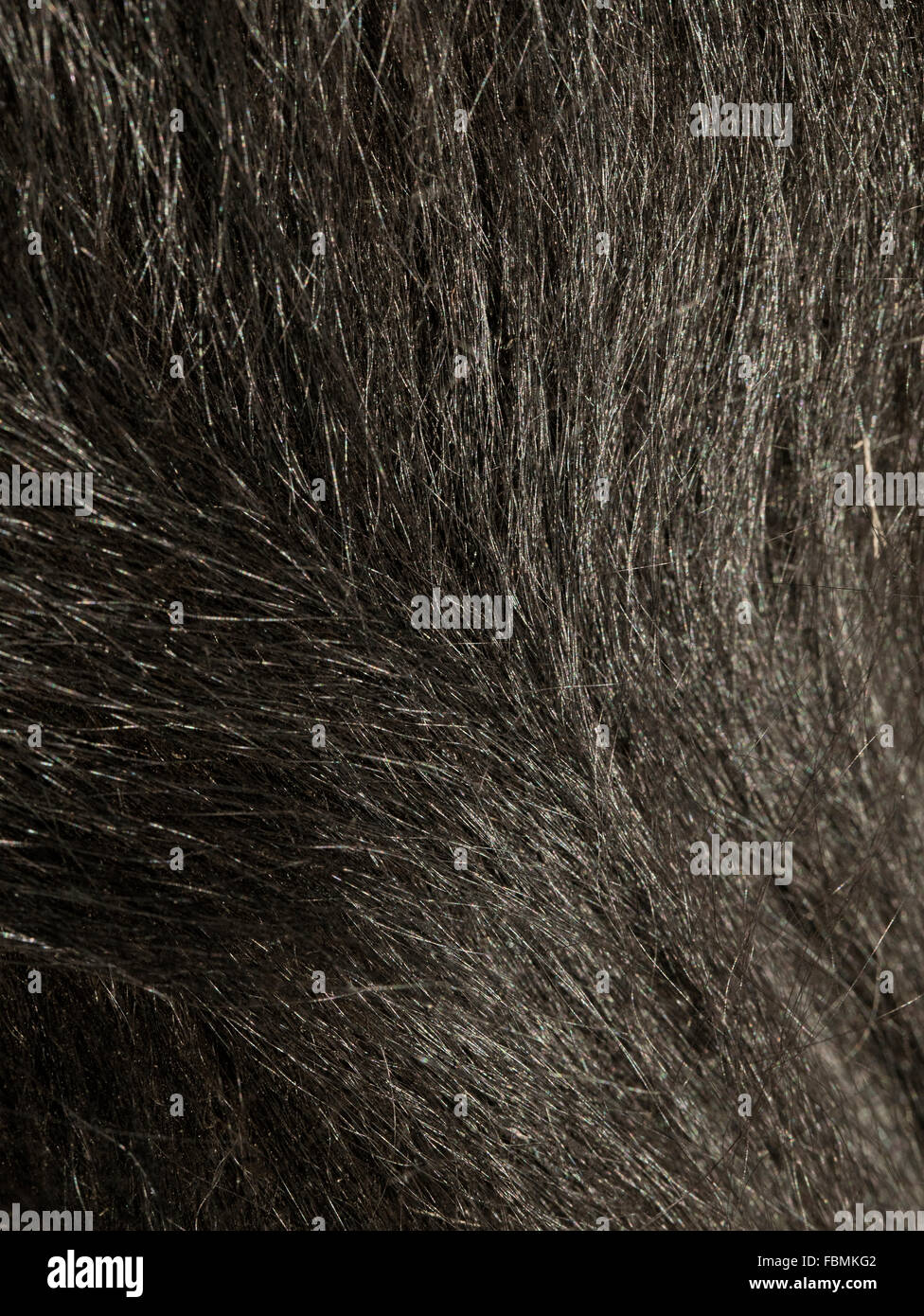 Close up of a blsck des poils de chien, texture Banque D'Images