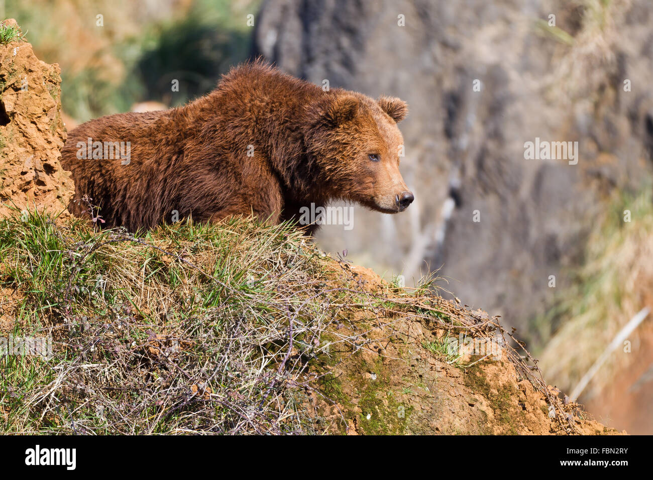 Un brown (ou ours grizzly) dans le Parc Naturel de Cabarceno, Cantabrie, Espagne. Banque D'Images