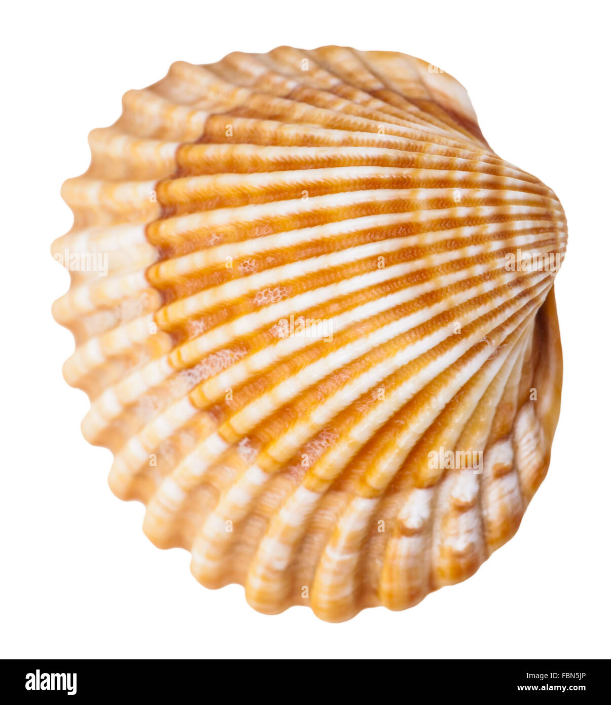Mollusque clam shell isolé sur fond blanc Banque D'Images