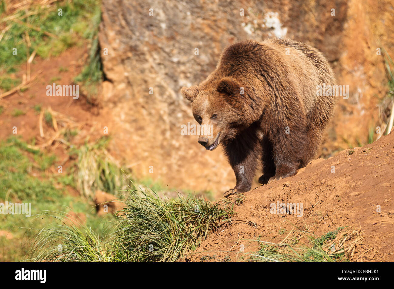 Un brown (ou ours grizzly) dans le Parc Naturel de Cabarceno, Cantabrie, Espagne. Banque D'Images