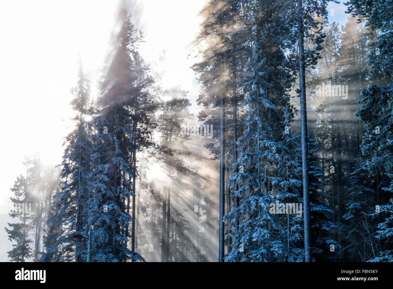 Lumière du soleil à travers les arbres d'hiver Banque D'Images