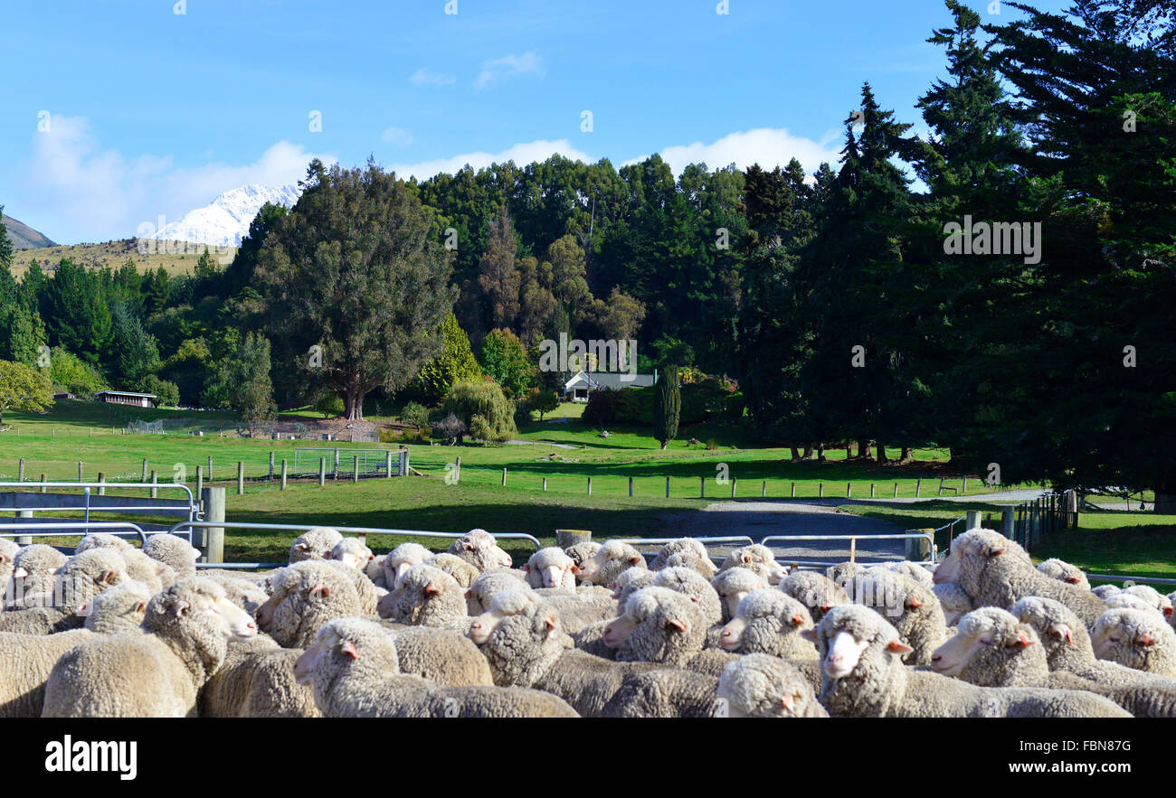 Mouton mérinos rassemblés dans des enclos pour la tonte au Mt Nicholas Station sur les bords du magnifique Lac Wakatipu, Queenstown, île du sud, Nouvelle-Zélande Banque D'Images