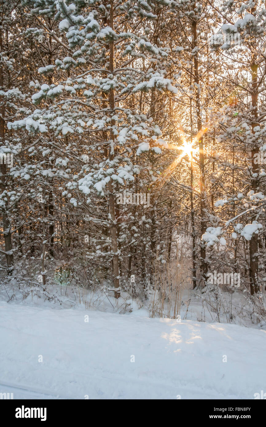 Soleil d'hiver brille à travers les arbres Banque D'Images