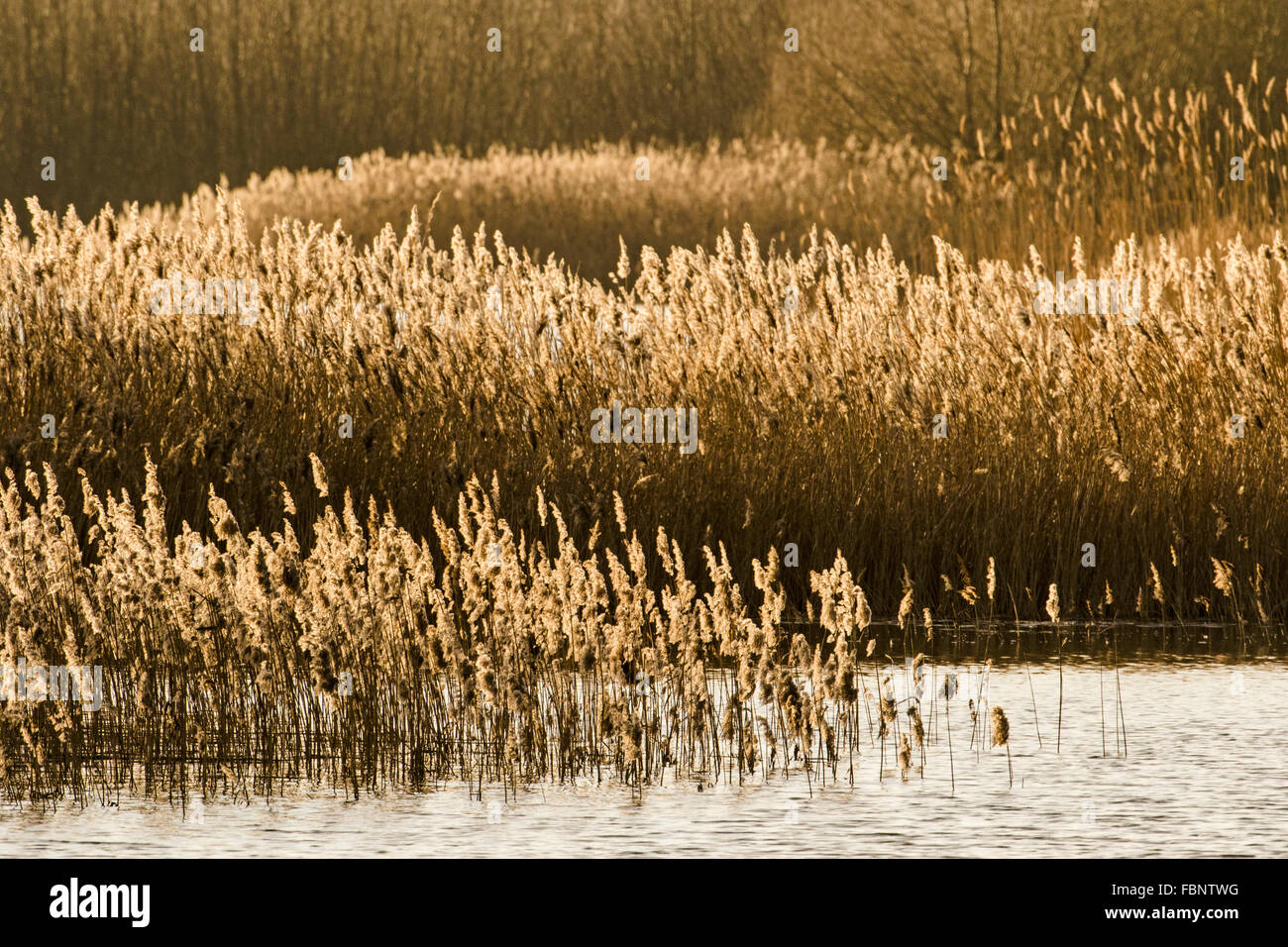 Avis de roselière rétroéclairé (roseau commun (Phragmites australis)) dans le Cambridgeshire Banque D'Images