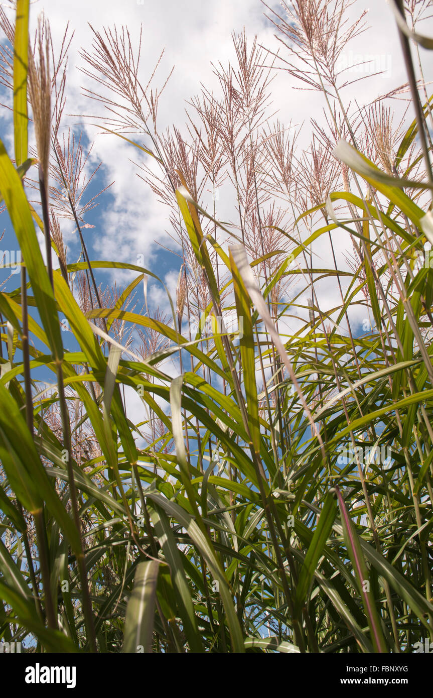 MISCANTHUS SINENSIS SILBERFEDER Banque D'Images