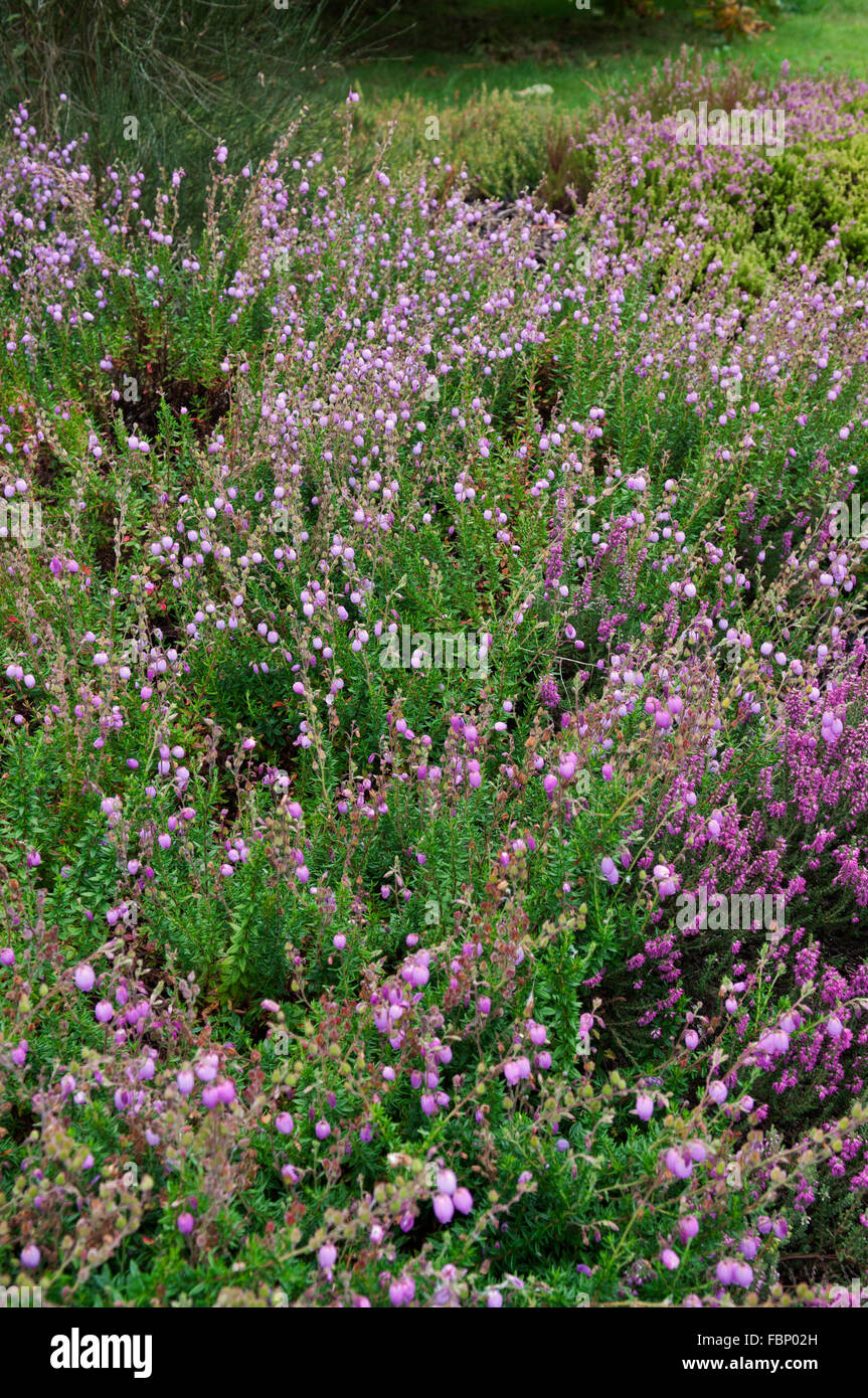 DABOECIA CANTABRICA HOOKSTONE PURPLE Banque D'Images