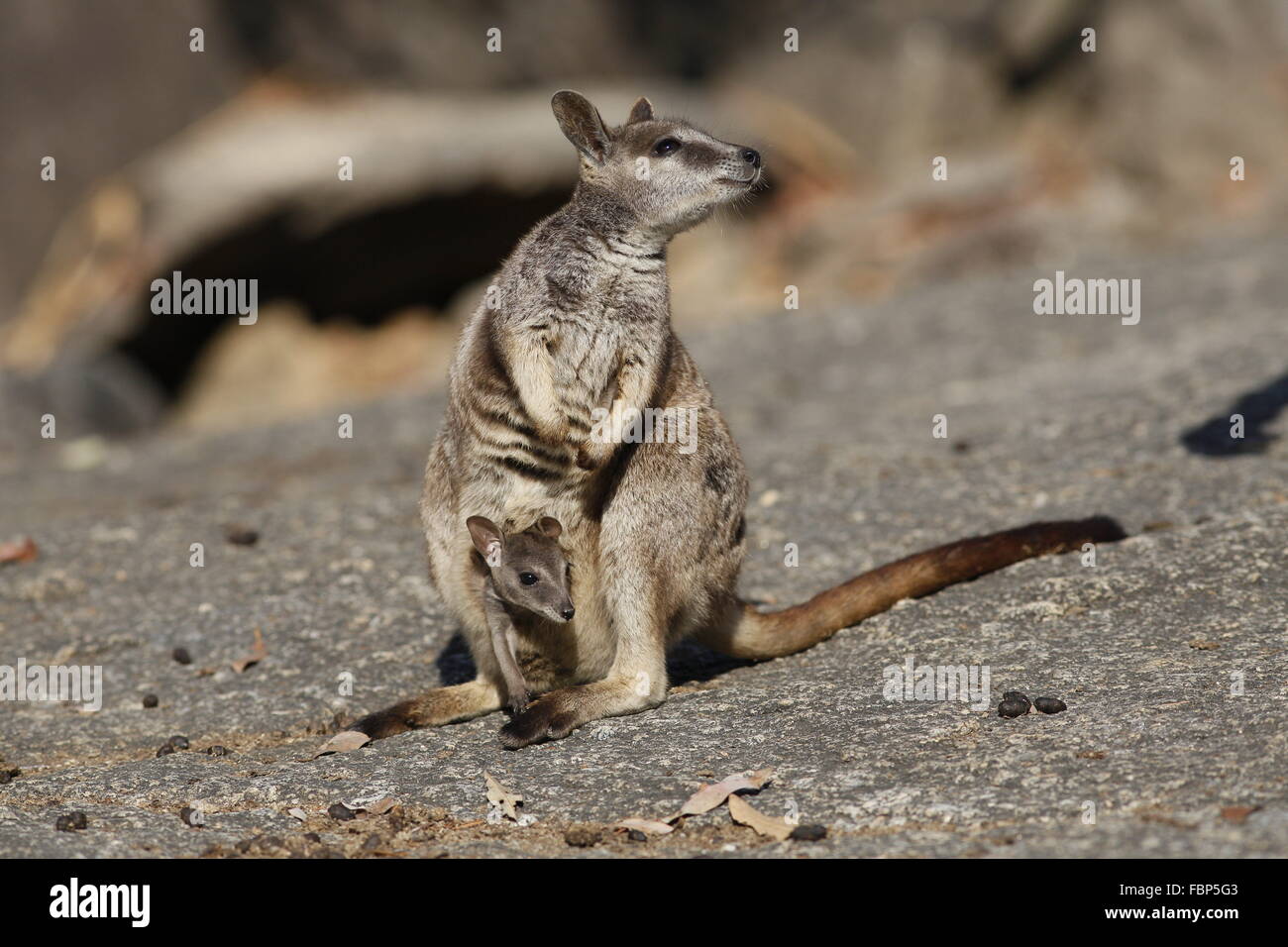 Rock-Wallaby Petrogale Mareeba, mareeba, avec Joey dans pouch Banque D'Images