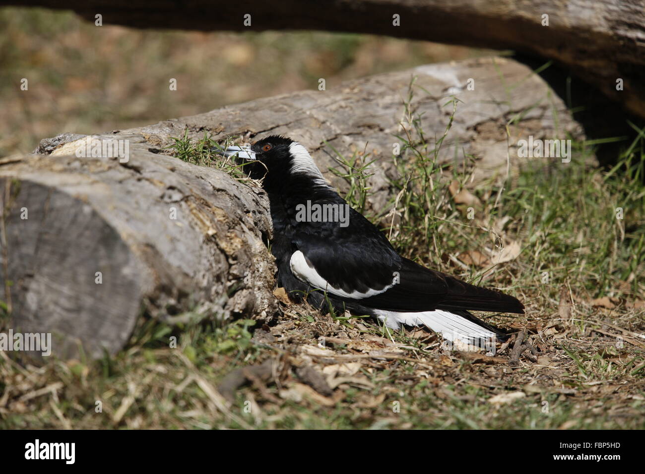 Cassican Flûteur, Cracticus tibicen, bronzage contre un journal Banque D'Images