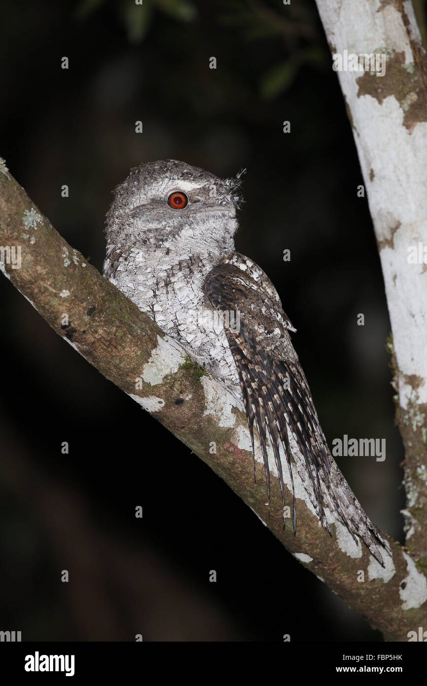 Podargus ocellatus, une grille supérieure en marbre, de nuit Banque D'Images