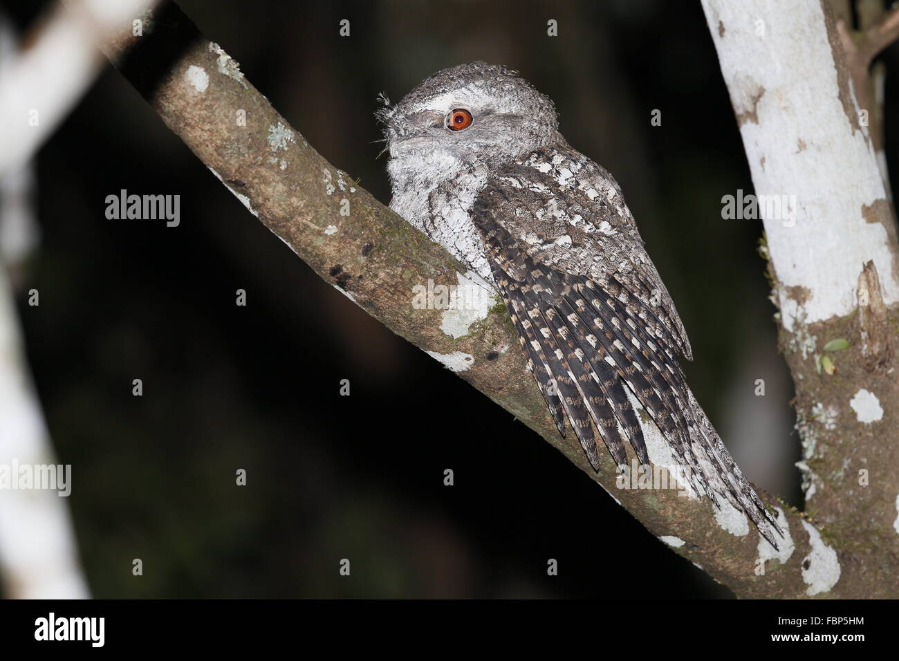 Podargus ocellatus, une grille supérieure en marbre, de nuit Banque D'Images