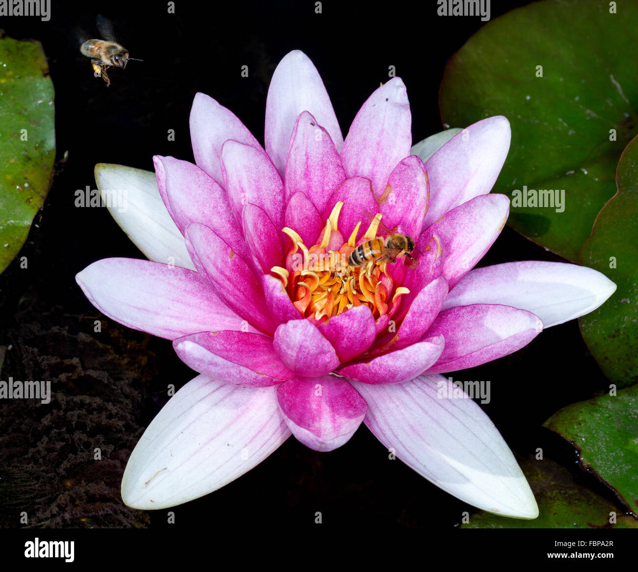 L'Nymphaeaceae sont aquatiques, herbes rhizomateuse .Les membres de cette famille sont communément appelés nénuphars Banque D'Images