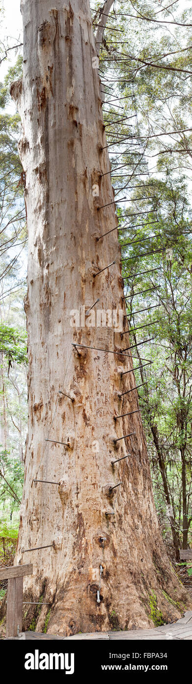 Le Gloucester Tree est un arbre Karri géant dans le Parc National de Gloucester d'Australie occidentale. Banque D'Images