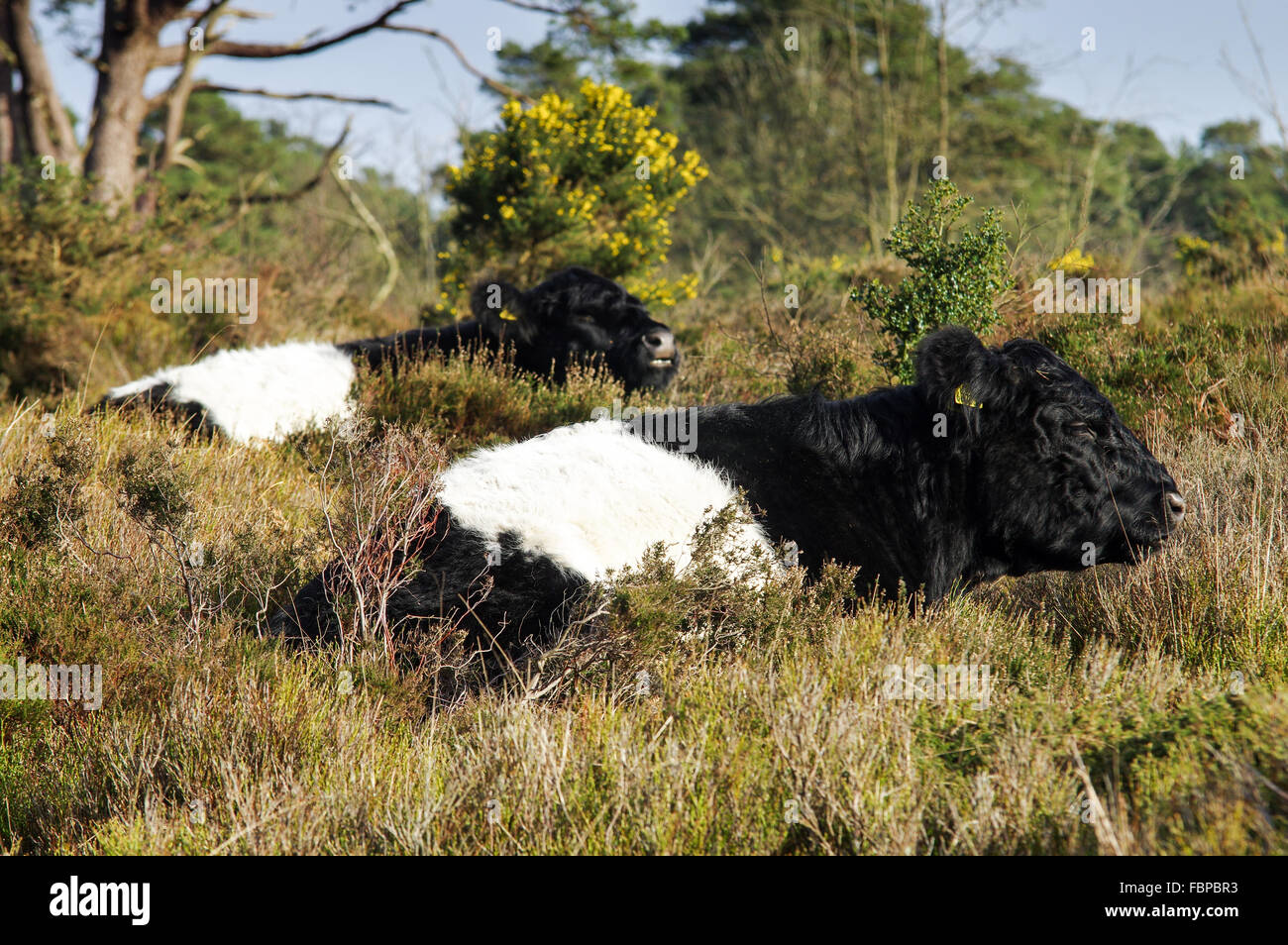 Aberdeen Angus le pâturage du bétail autour de Blackdown - Parc national de South Downs, Sussex, Angleterre Banque D'Images