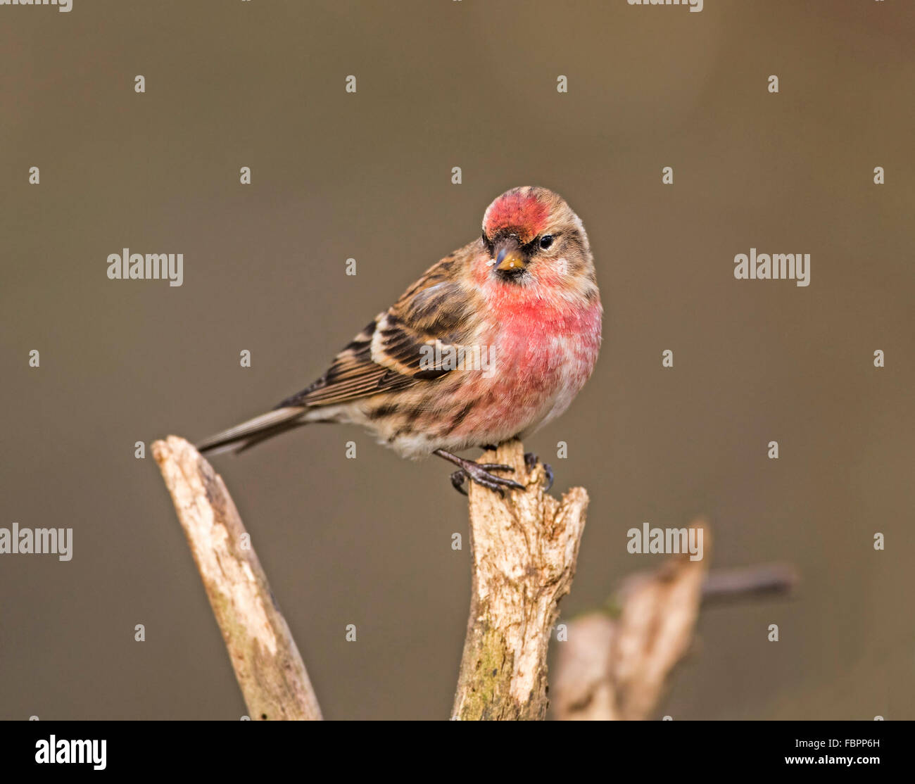 Sizerin flammé (Carduelis flammea) Banque D'Images
