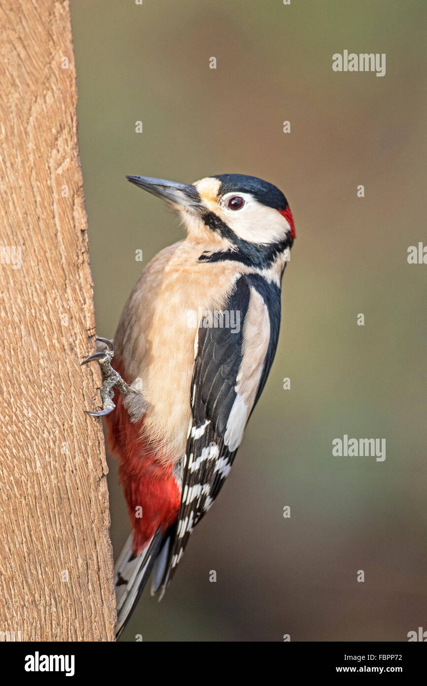Great Spotted Woodpecker (Dendrocopos major) Banque D'Images