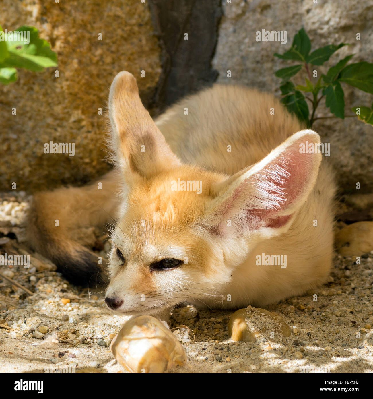 Fennec fox (Vulpes zerda) avec un sourire malicieux Banque D'Images