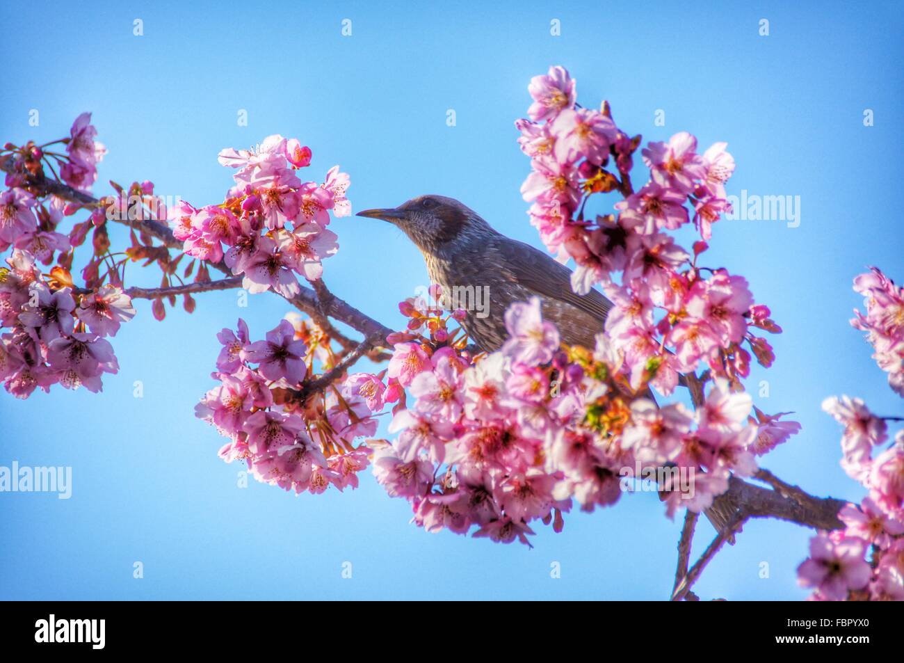 Oiseau Sur Les Fleurs De Cerisier Contre Ciel Bleu Clair