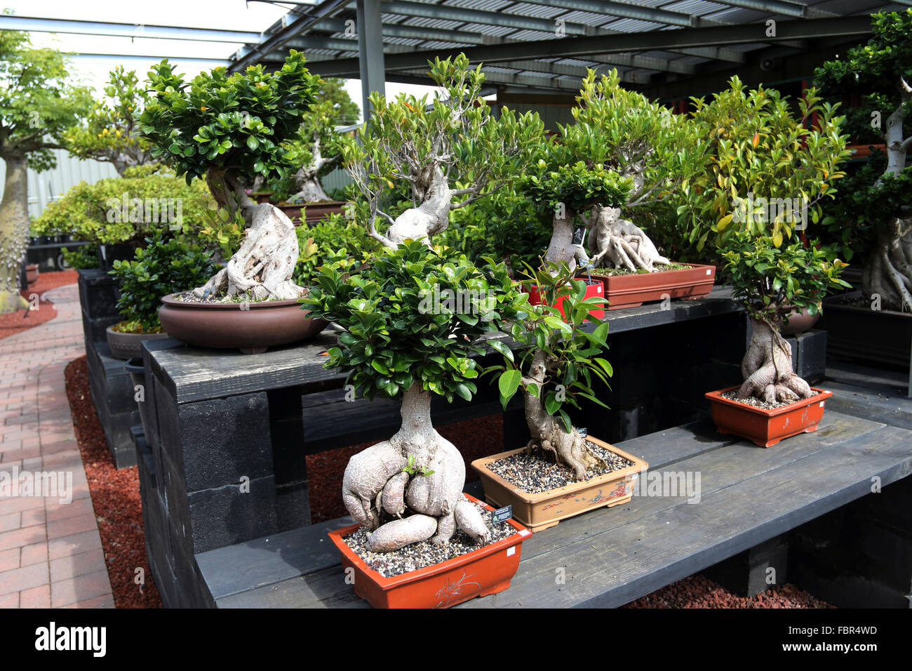 Variétés de bonsaï à vendre dans une pépinière Banque D'Images