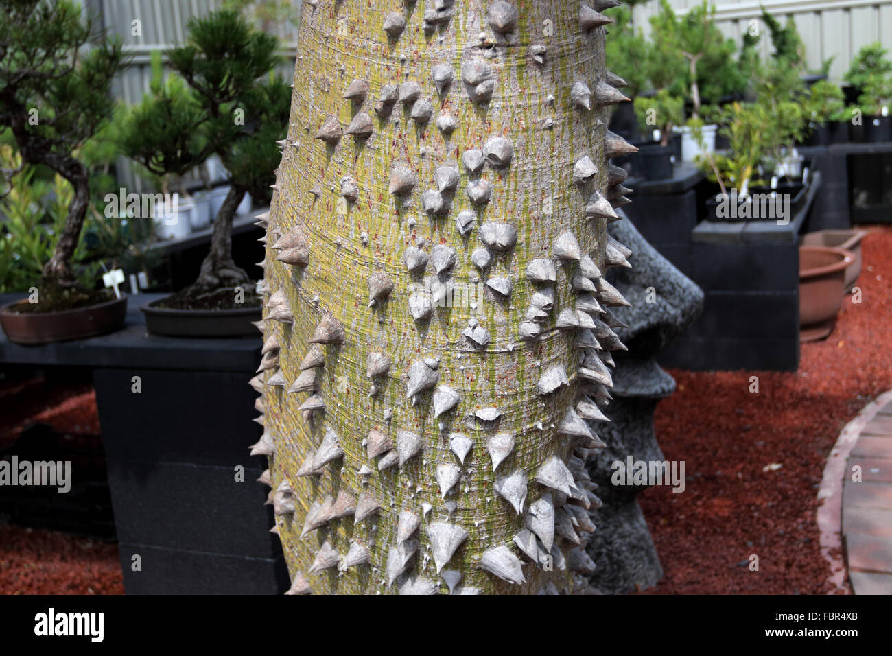 Ceiba Speciosa ou Chorisia speciosa aussi connu sous le nom de l'arbre de soie Banque D'Images