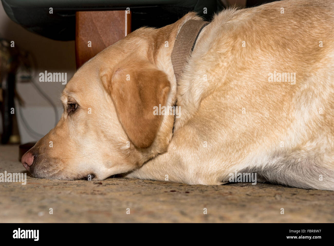 Golden labrador dog resting Banque D'Images