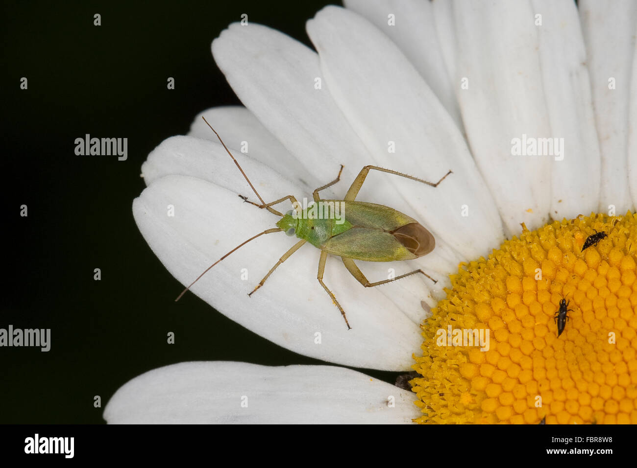 Bug de la pomme de terre, pomme de terre, fraise de la capside, Zweipunktige Wiesenwanze, Bug, Weichwanze Closterotomus norvegicus, Cimex bipunctatus Banque D'Images