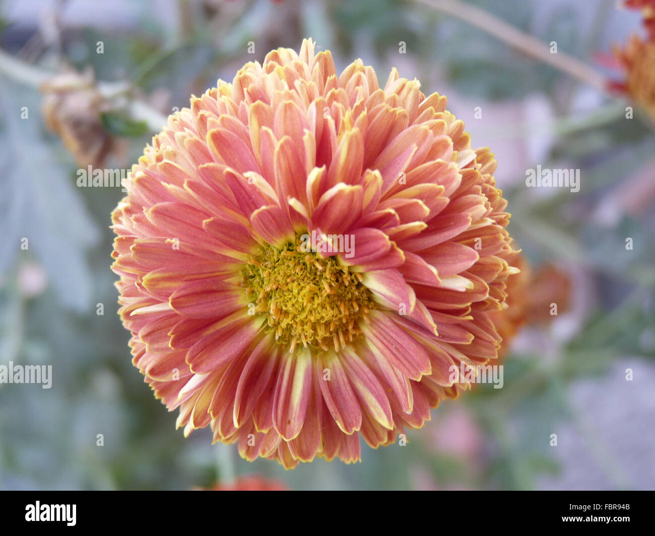 Belle fleur de chrysanthème rouge en pleine floraison Banque D'Images