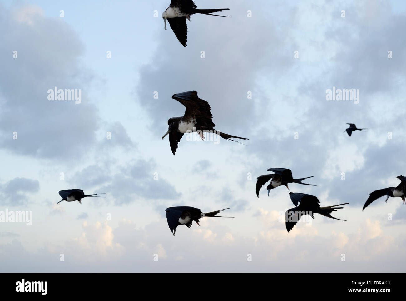 Frigatebirds magnifique en vol, Grand Cayman, Antilles britanniques Banque D'Images