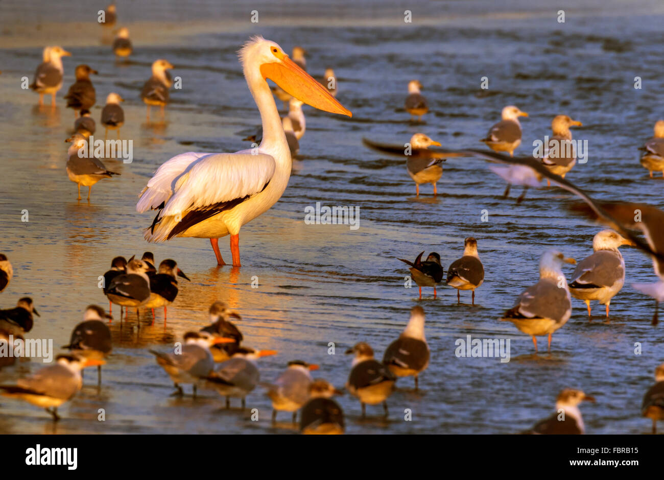Pélican blanc (Pelecanus erythrorhynchos) entouré d'autres oiseaux sur la plage sur l'océan au lever du soleil, Galveston, Texas Banque D'Images
