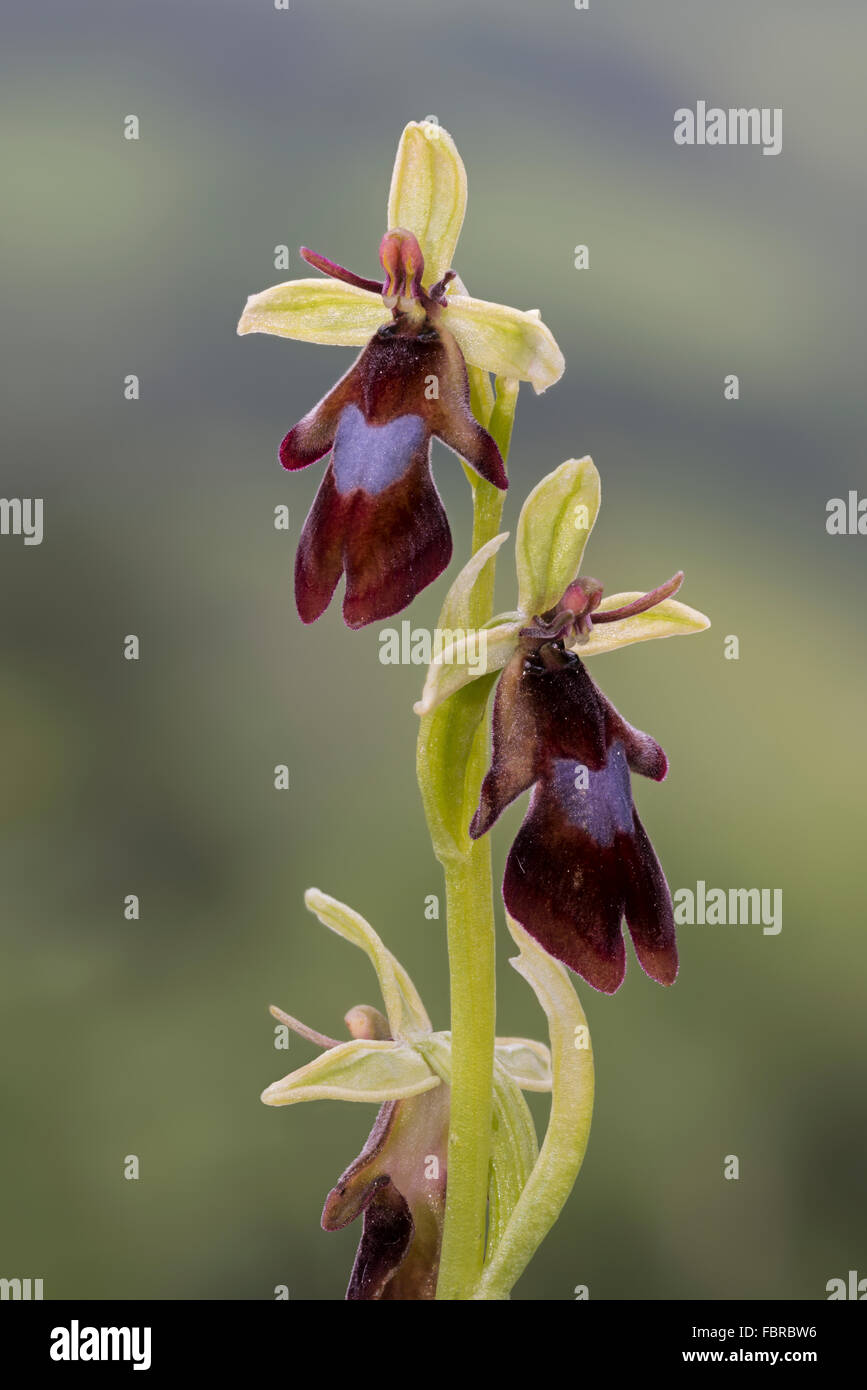 Orchidée Ophrys insectifera voler dans Flower, close-up Banque D'Images