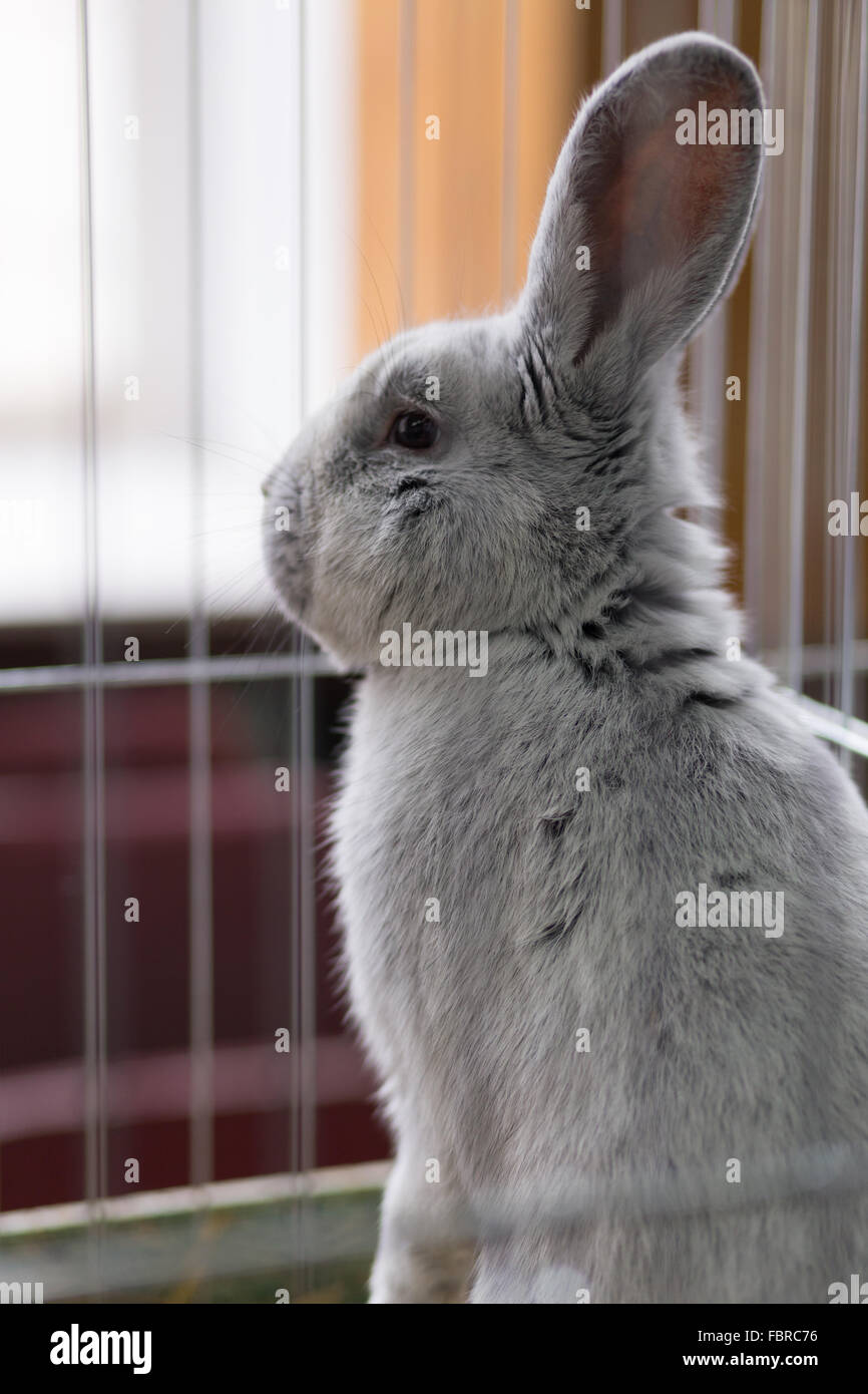 De grands lapin gris dans la cage. Lapins reproducteurs background Banque D'Images