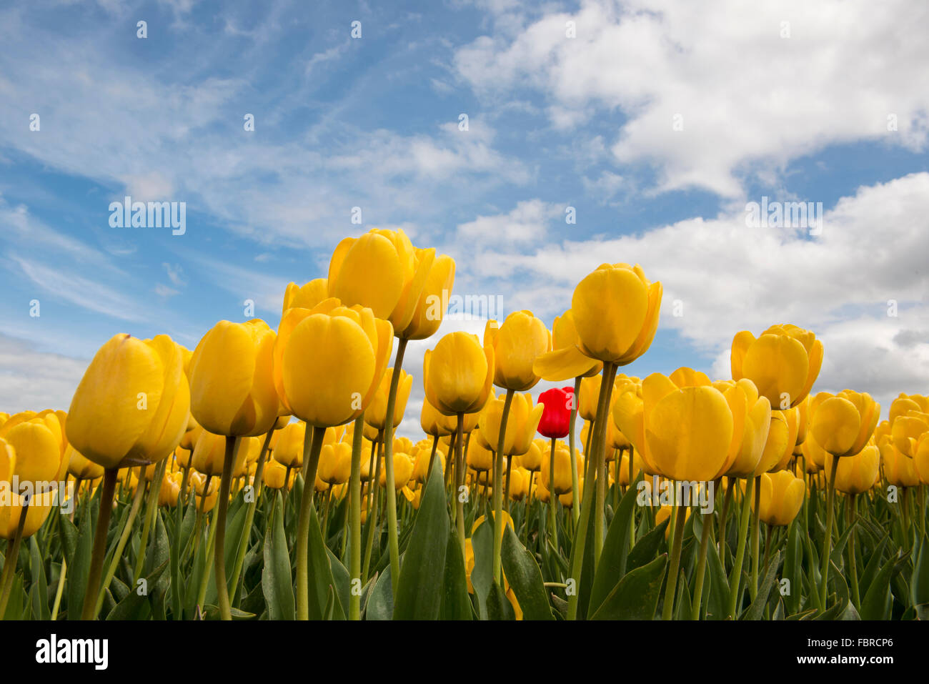 Tulipes jaunes avec un champ de tulipes rouges dans le Noordoostpolder aux Pays-Bas Banque D'Images