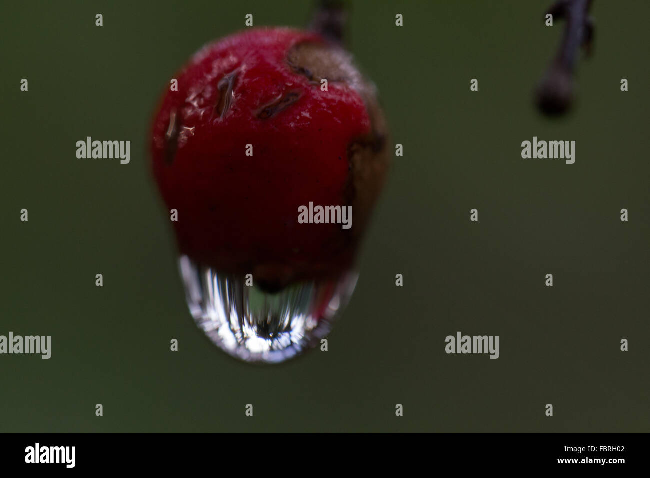 Une goutte d'eau se bloque sur un berry Banque D'Images