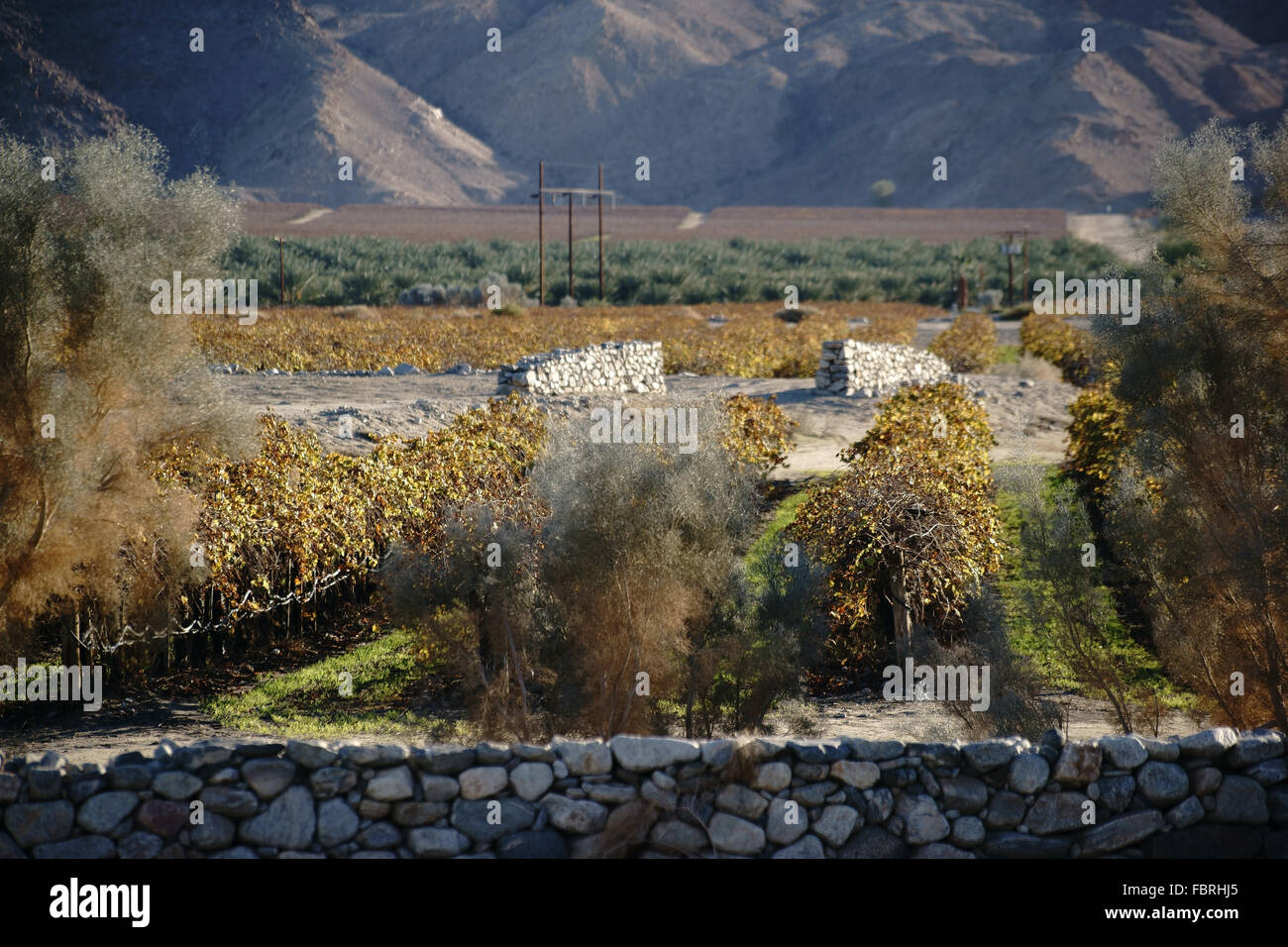 Vin californien Banque D'Images