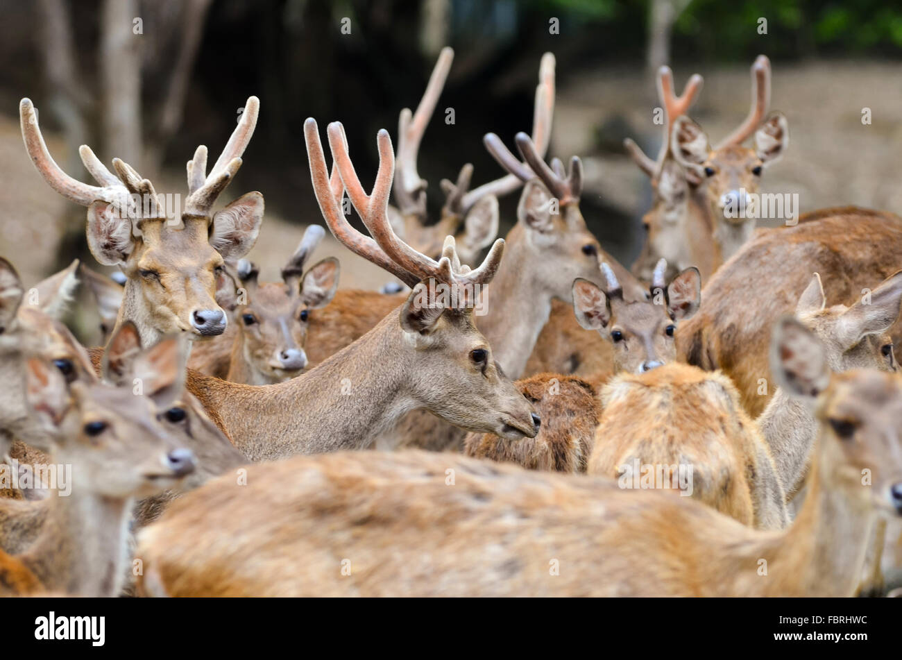 Groupe d'hommes et de femmes de cerfs rusa Banque D'Images