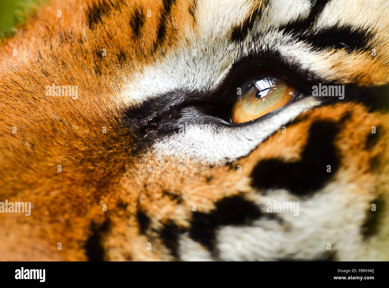 Close up of tiger eye Banque D'Images